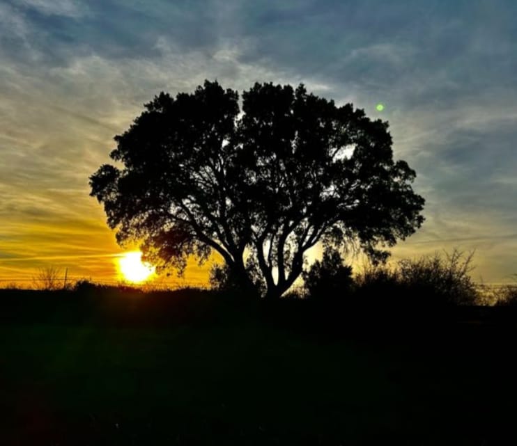 Arbol atardecer